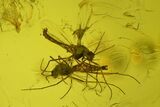 Five Detailed Fossil Flies (Chironomidae) In Baltic Amber #200093-1